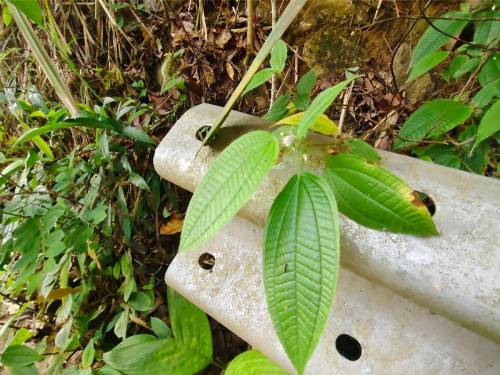 GIT's Practical Tour 2025 JUN @ Taiping-Penang